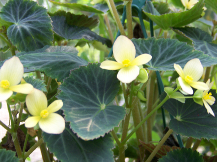 B. ‘Butter Bells’